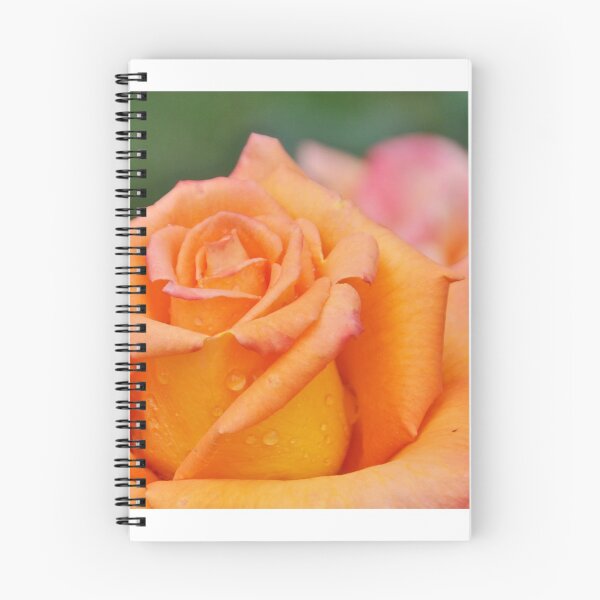 Item preview, Orange colored Rose close-up designed and sold by 2CrabbySisters.