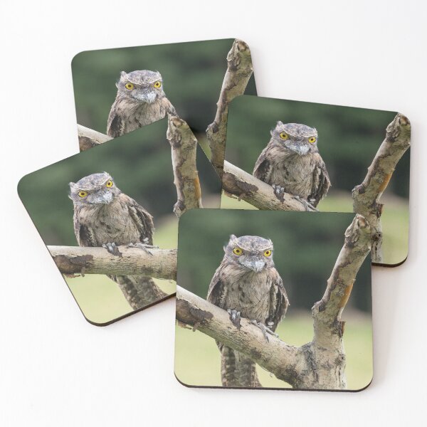 Item preview, Tawny Frogmouth designed and sold by Nigel R Bell Photography.