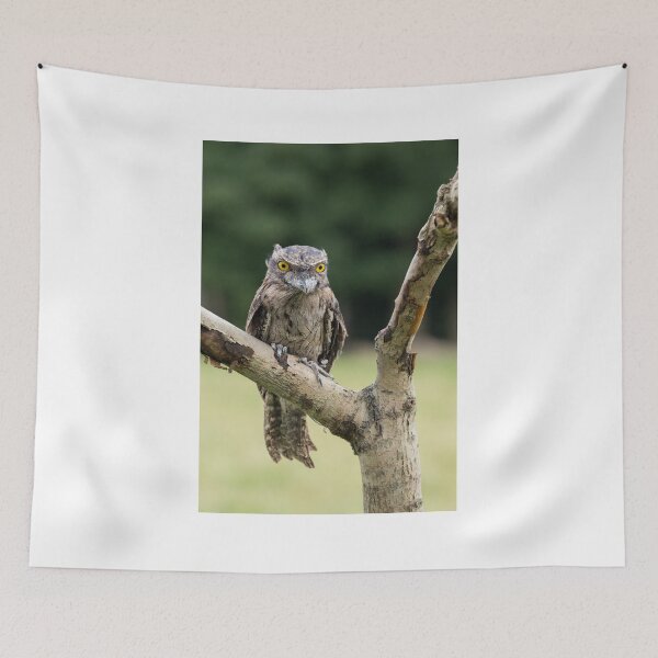 Item preview, Tawny Frogmouth designed and sold by Nigel R Bell Photography.