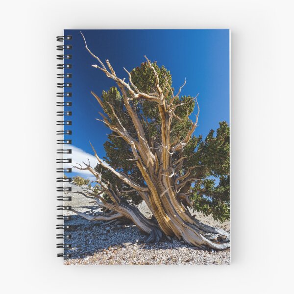 Item preview, Bristle Cone Pine from the Windblown Side designed and sold by photosbyflood.