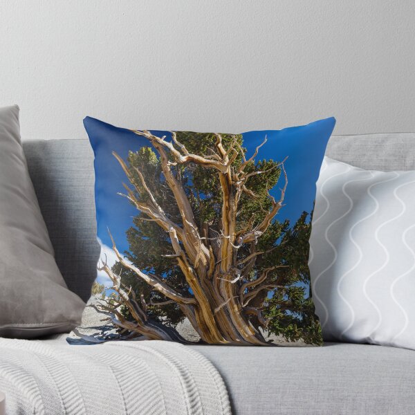 Item preview, Bristle Cone Pine from the Windblown Side designed and sold by photosbyflood.