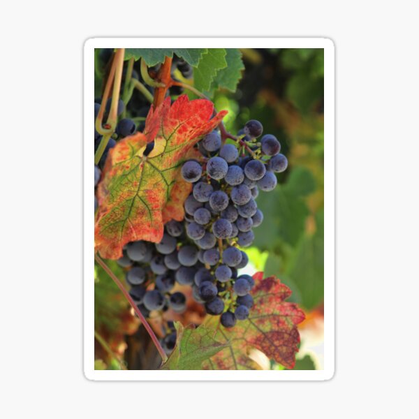 Item preview, Harvest Fall Wine Vineyard Beautiful Wine Grapes designed and sold by Stephanie Laird.