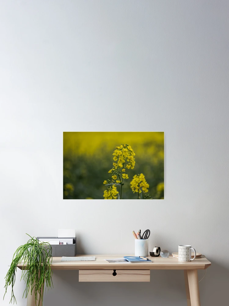 Thumbnail 2 of 3, Poster, Oilseed Rape Flower - Rapeseed designed and sold by Pixie Copley LRPS.