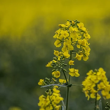 Artwork thumbnail, Oilseed Rape Flower - Rapeseed by Pixie Copley LRPS