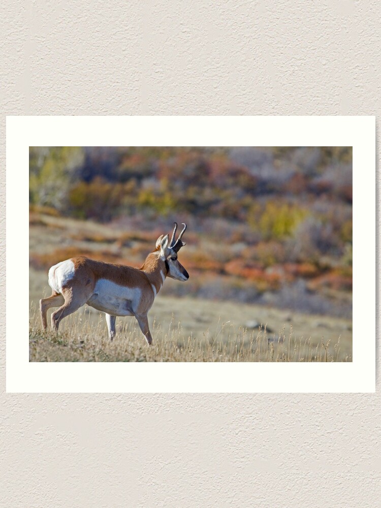 Alternate view of Pronghorn, Tapestry of Fall Color Art Print
