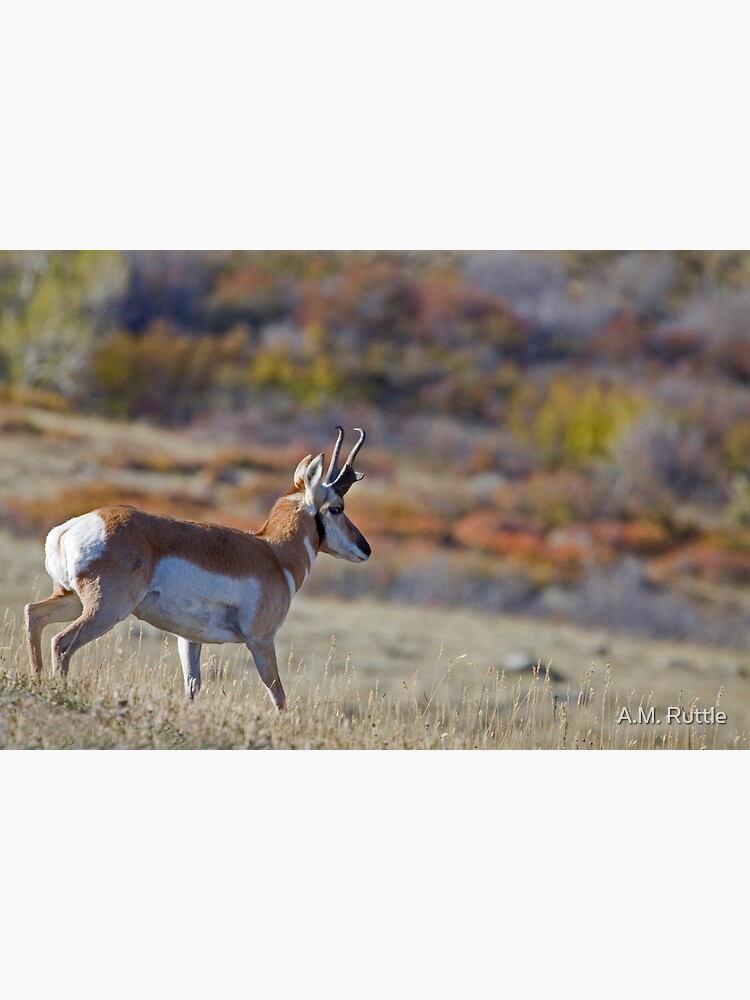 Pronghorn, Tapestry of Fall Color by annruttle