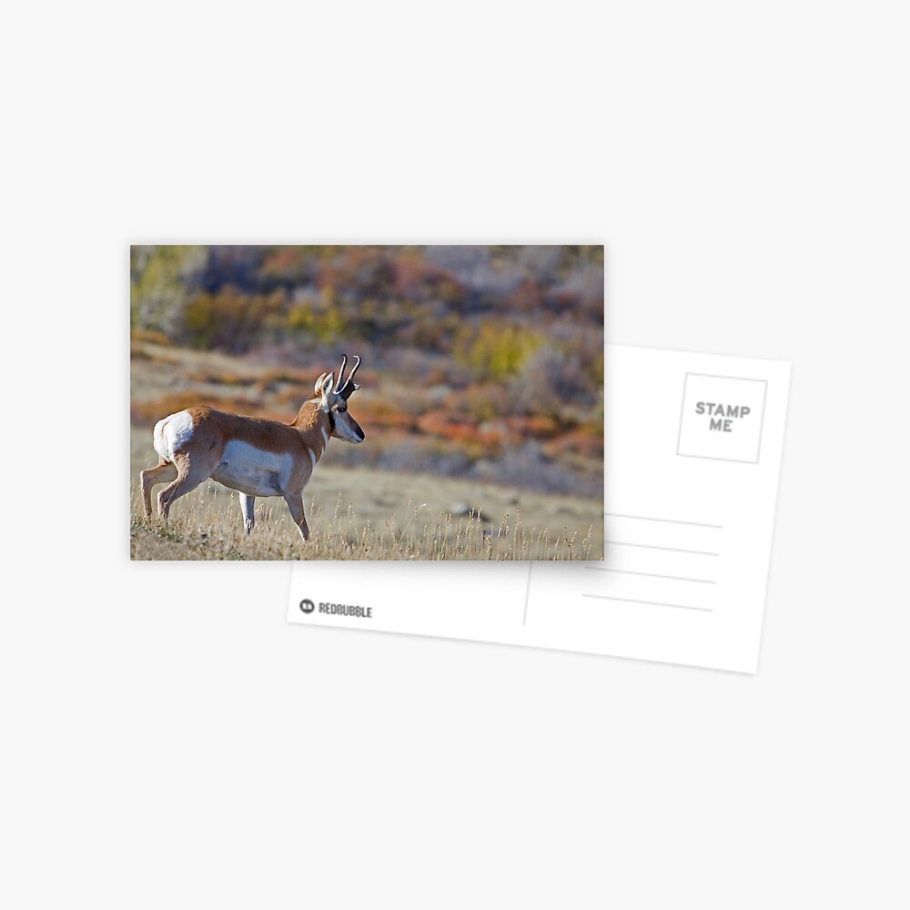 Pronghorn, Tapestry of Fall Color Postcard