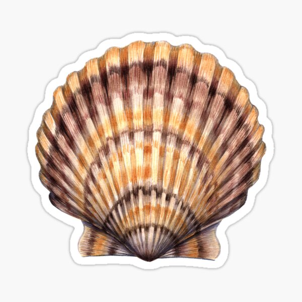 Red Scallop Seashell Sticker