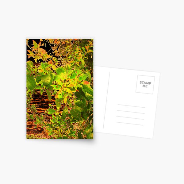 GLOW in the Bush Postcard