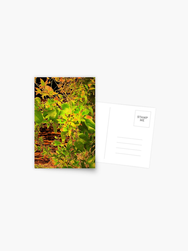 Thumbnail 1 of 2, Postcard, GLOW in the Bush designed and sold by TatianaMichaela.
