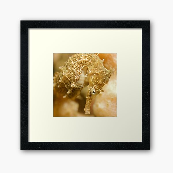 Seahorse Portrait Framed Art Print