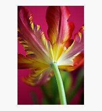 Brocade Photographic Print