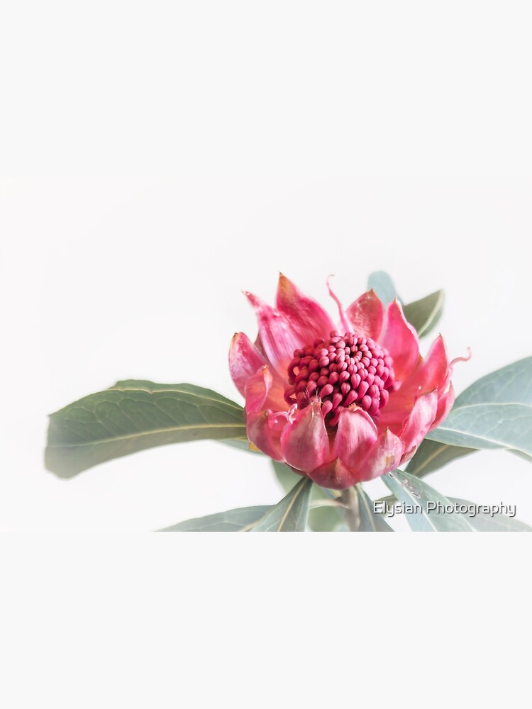 "Waratah" Poster for Sale by KimOgdenPhotos Redbubble