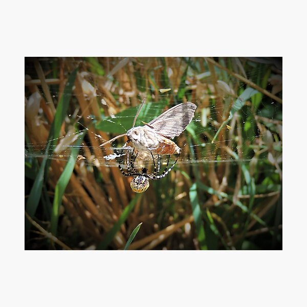 Item preview, Spider and Moth Dilemna designed and sold by annAHorton.