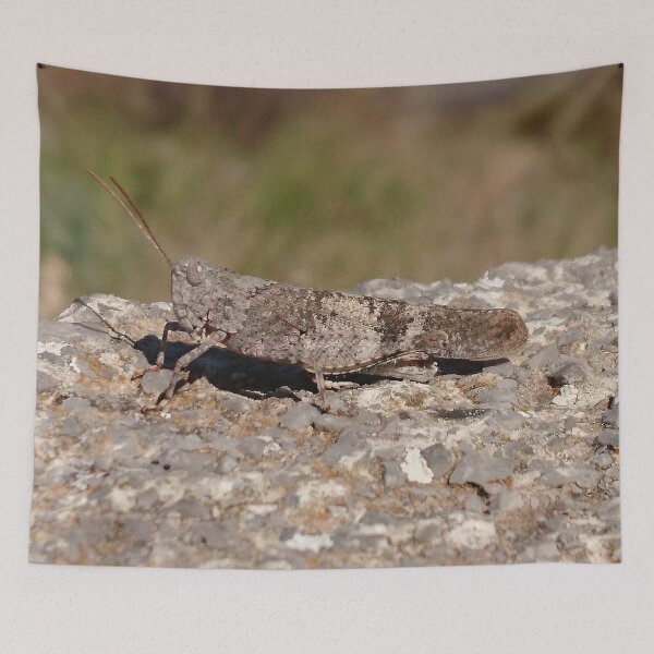 Item preview, Photo Macro shot of a grasshopper on Sicily designed and sold by PM-Artistic.
