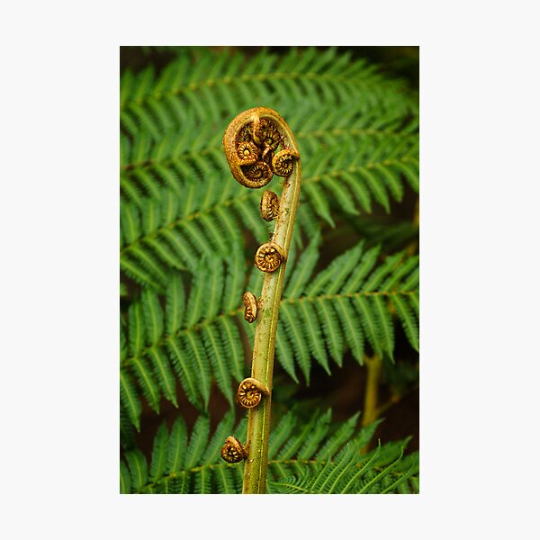 Item preview, Tree fern frond 2 designed and sold by bonsta.