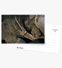Zen 02 Postcards