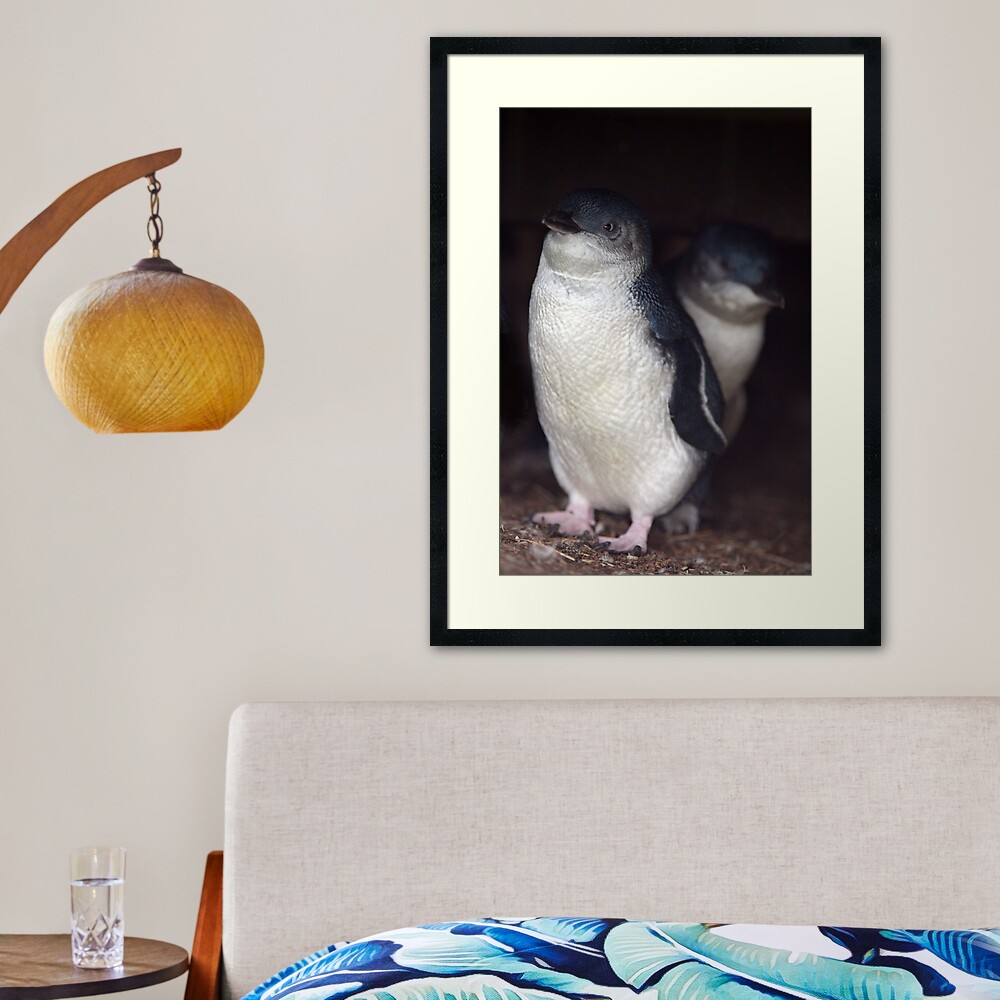 Australian Baby Penguin, Philip Island, Australia Framed Art Print
