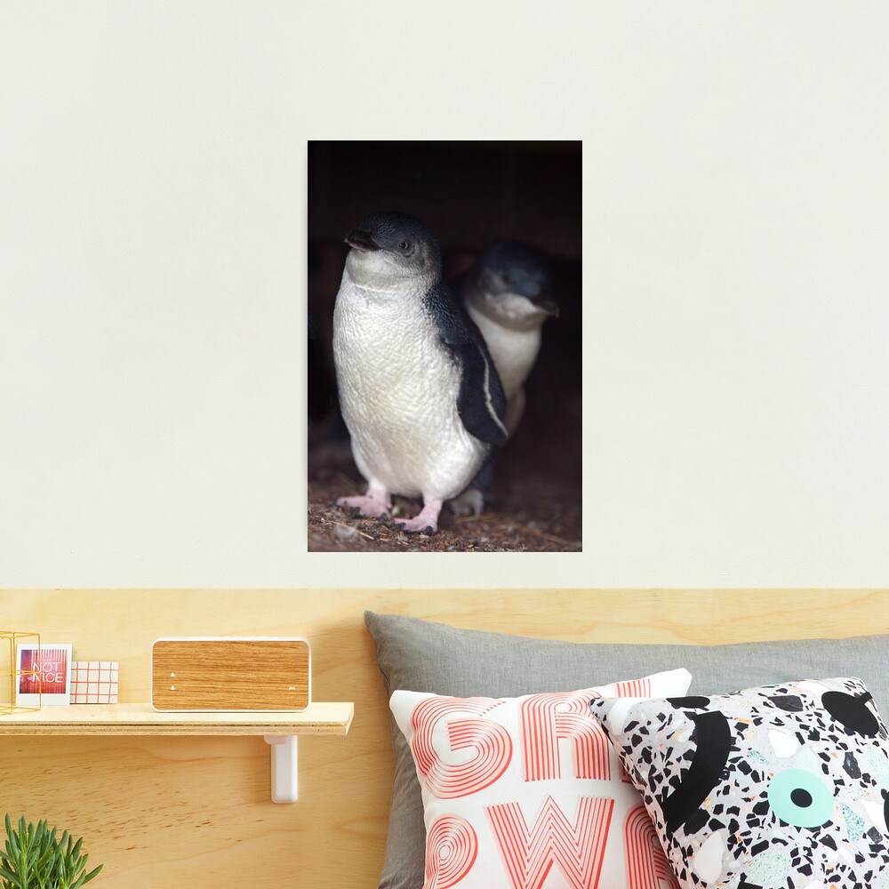 Australian Baby Penguin, Philip Island, Australia Photographic Print