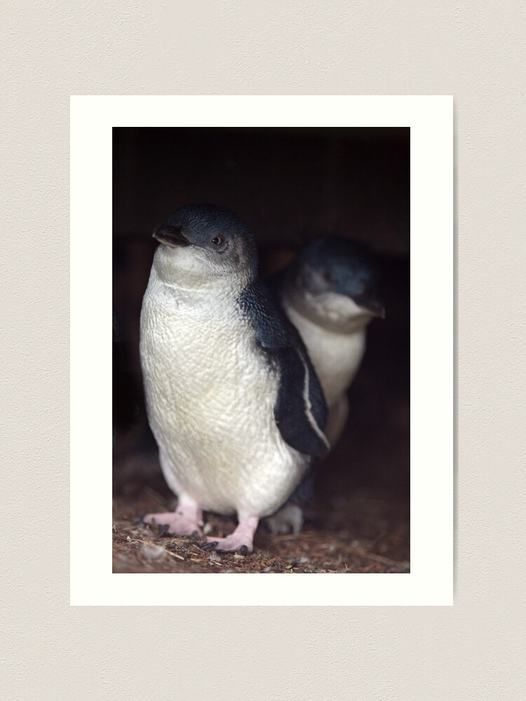 Alternate view of Australian Baby Penguin, Philip Island, Australia Art Print