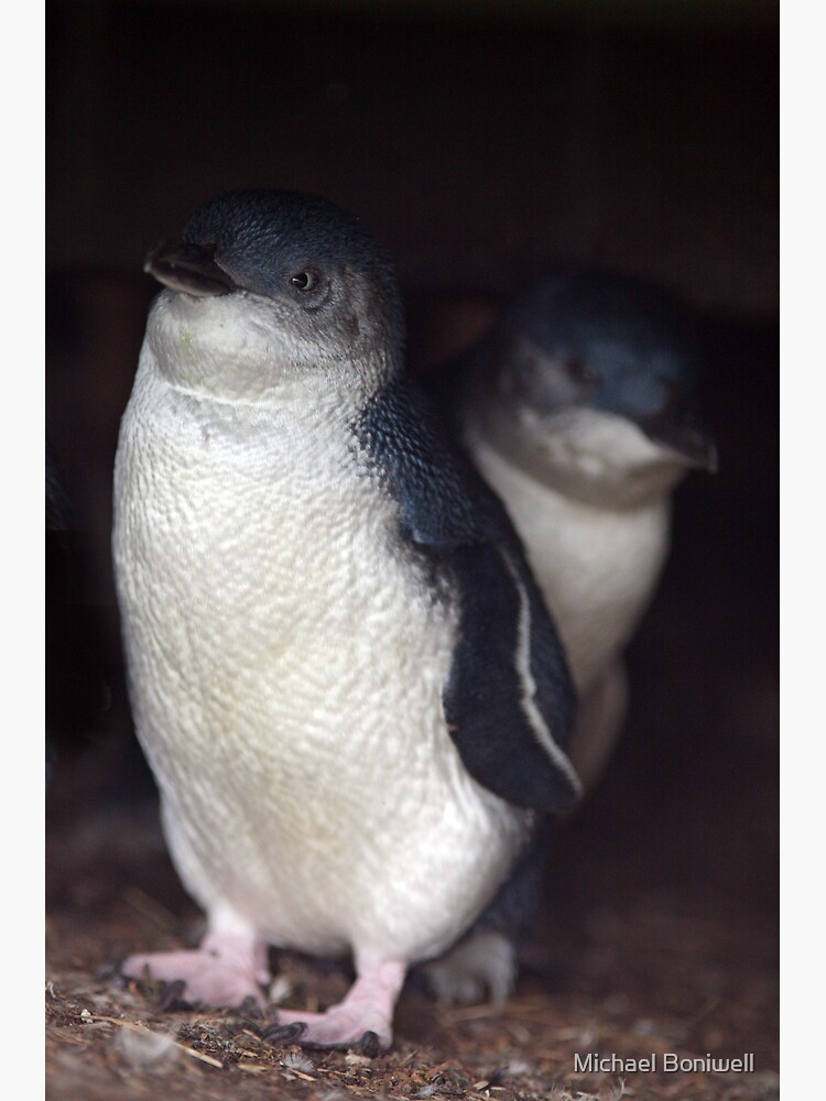 Australian Baby Penguin, Philip Island, Australia by Chockstone