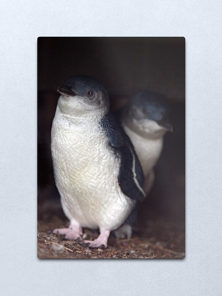 Alternate view of Australian Baby Penguin, Philip Island, Australia Metal Print