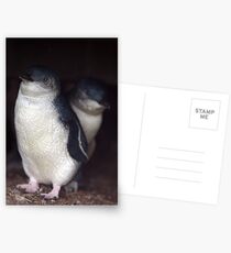 Australian Baby Penguin, Philip Island, Australia Postcards