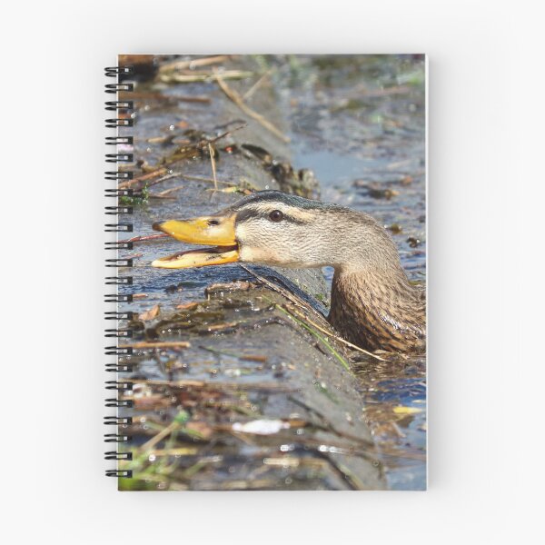Artikelvorschau, Hungrige Stockente entworfen und verkauft von GreyFeatherPhot.
