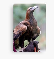Australian Wedge Tailed Eagle Metal Print