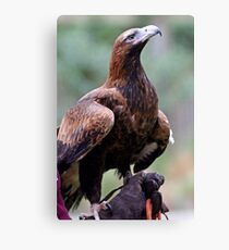 Australian Wedge Tailed Eagle Canvas Print