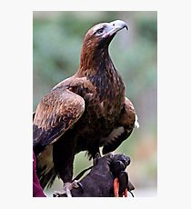 Australian Wedge Tailed Eagle Photographic Print