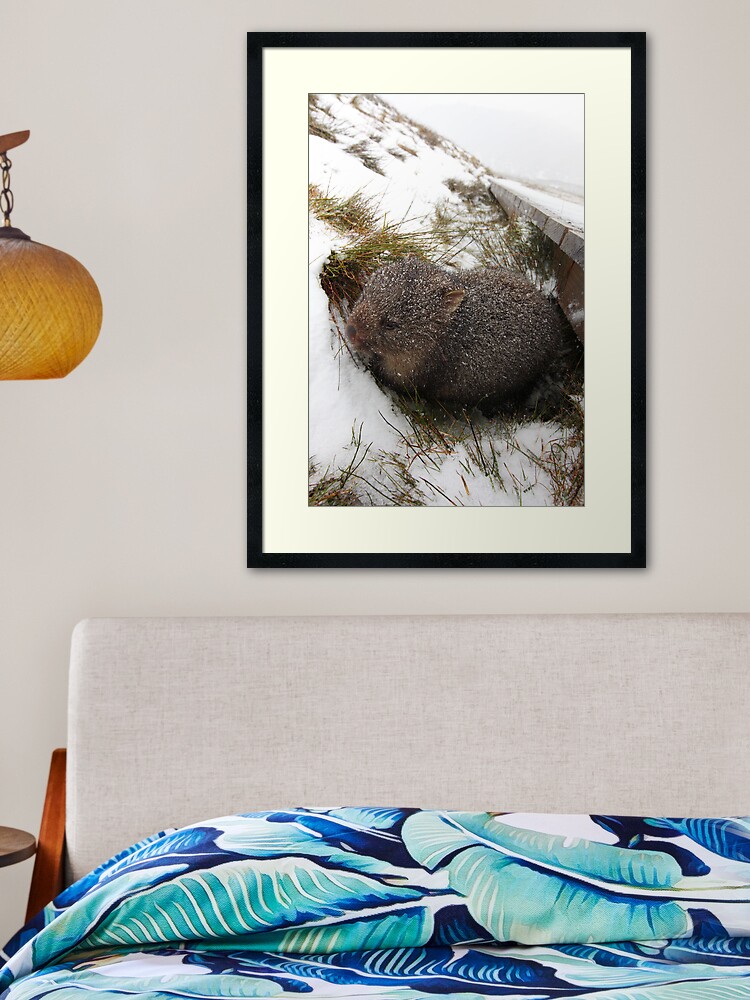 Framed Art Print, Winter Wombat, Overland Trail, Cradle Mountain National Park, Tasmania, Australia designed and sold by Michael Boniwell
