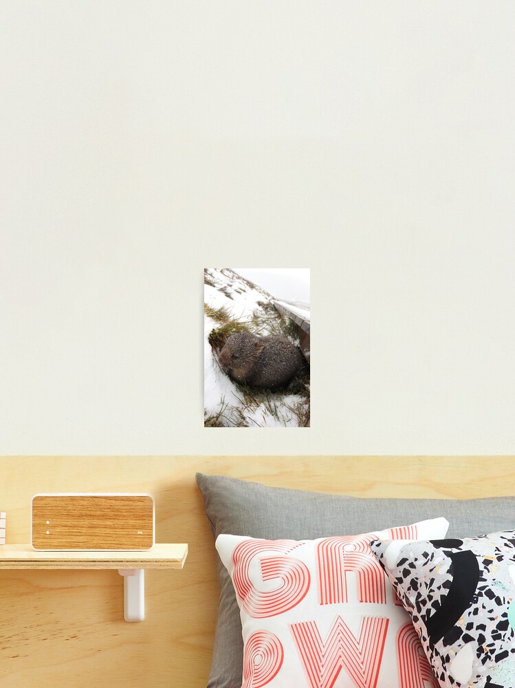 Thumbnail 1 of 3, Photographic Print, Winter Wombat, Overland Trail, Cradle Mountain National Park, Tasmania, Australia designed and sold by Michael Boniwell.