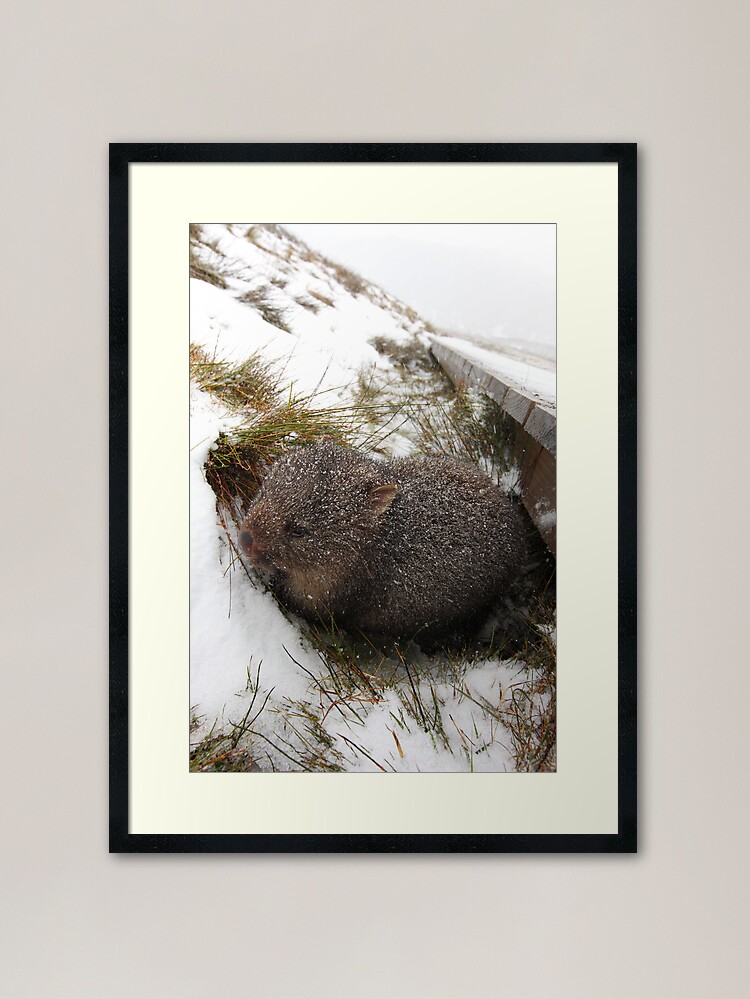 Thumbnail 2 of 7, Framed Art Print, Winter Wombat, Overland Trail, Cradle Mountain National Park, Tasmania, Australia designed and sold by Michael Boniwell.