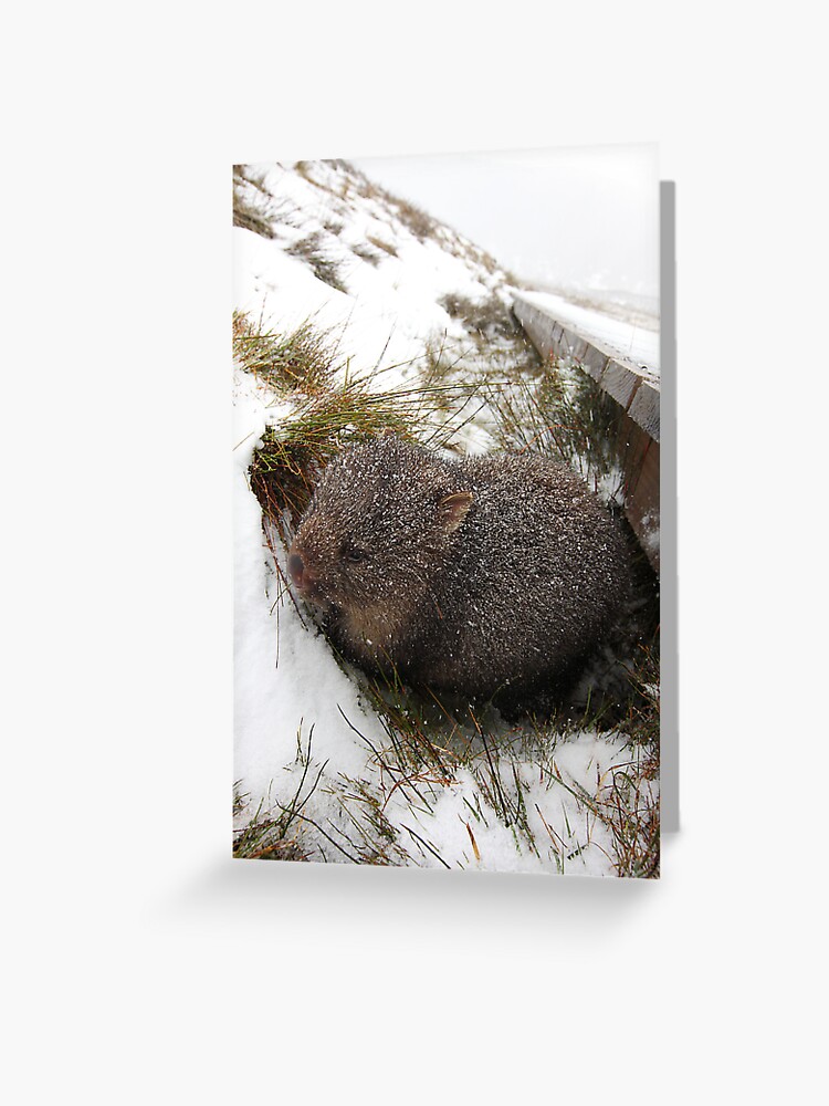 Greeting Card, Winter Wombat, Overland Trail, Cradle Mountain National Park, Tasmania, Australia designed and sold by Michael Boniwell