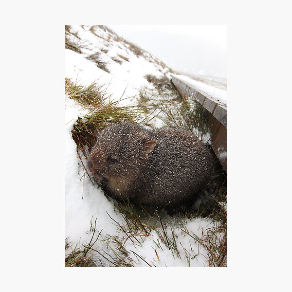 Winter Wombat, Overland Trail, Cradle Mountain National Park, Tasmania, Australia Photographic Print