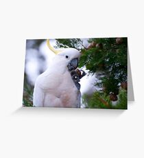 Another Sulphur Crested Cockatoo Greeting Card