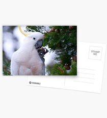 Another Sulphur Crested Cockatoo Postcards