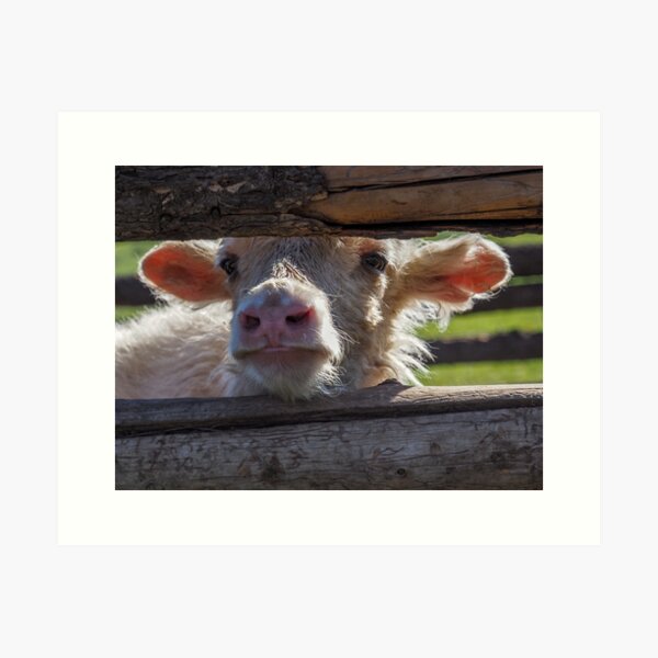 Baby Yak Art Print