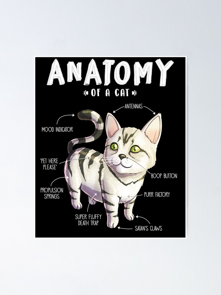 Anatomy of a Cat T-Shirt Funny Cat Kitten Shirt Tees Anatomy of a Cat T-Shirt Funny Cat Kitten Shirt Tees