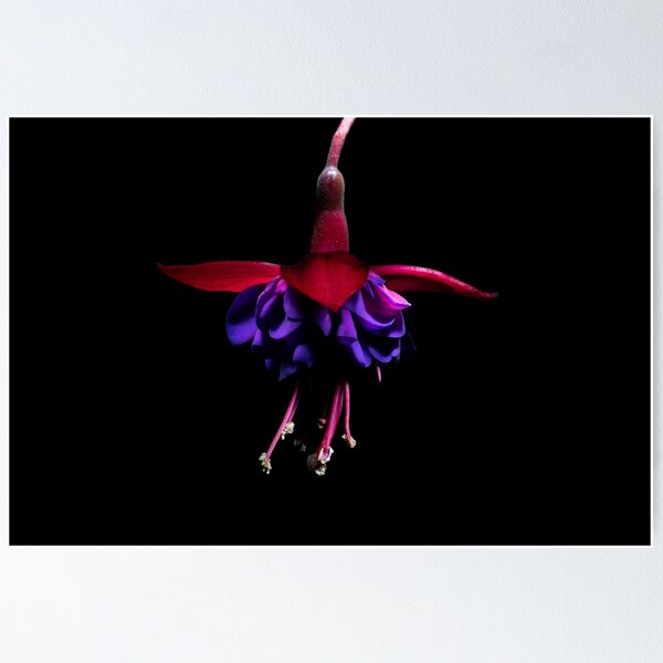 Item preview, Fuschia in the Dark designed and sold by Ann Garrett.