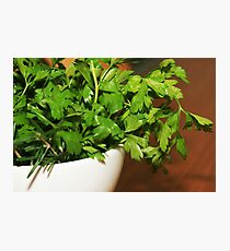 parsley_pot Photographic Print