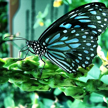 Artwork thumbnail, Zebra Butterfly by " RiSH "