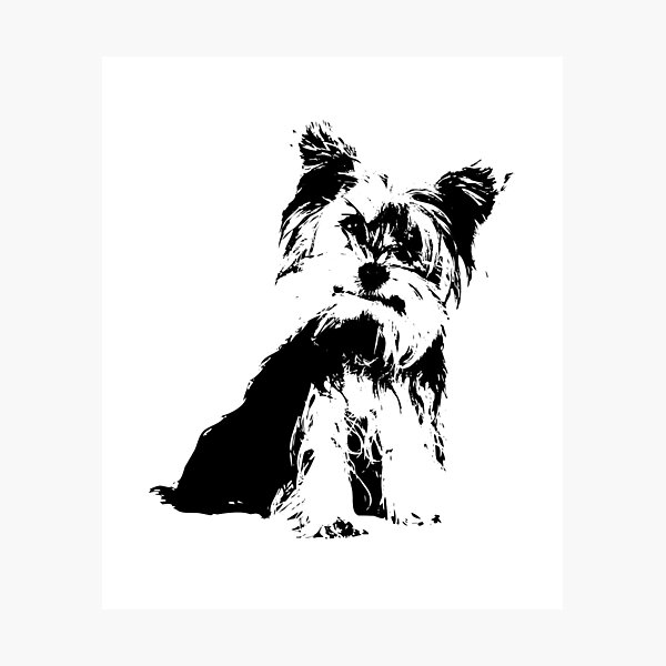 Yorkie Terrier Silhouette Photographic Print