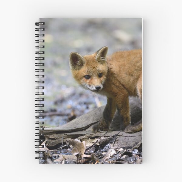 Item preview, Cute fox cub exploring. designed and sold by Rinoxxx.