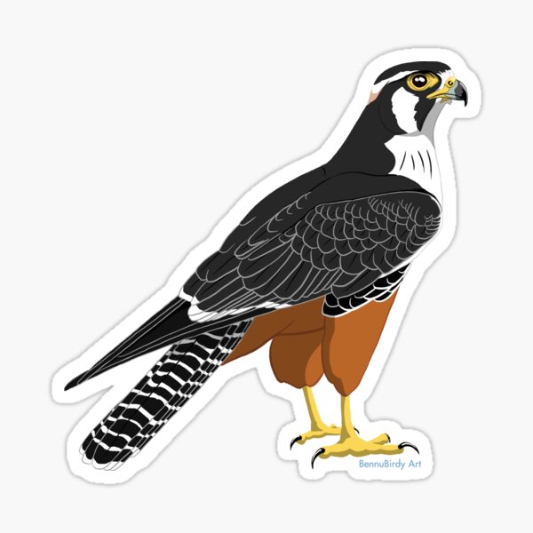 Item preview, Aplomado Falcon (Support The Peregrine Fund) designed and sold by BennuBirdy.