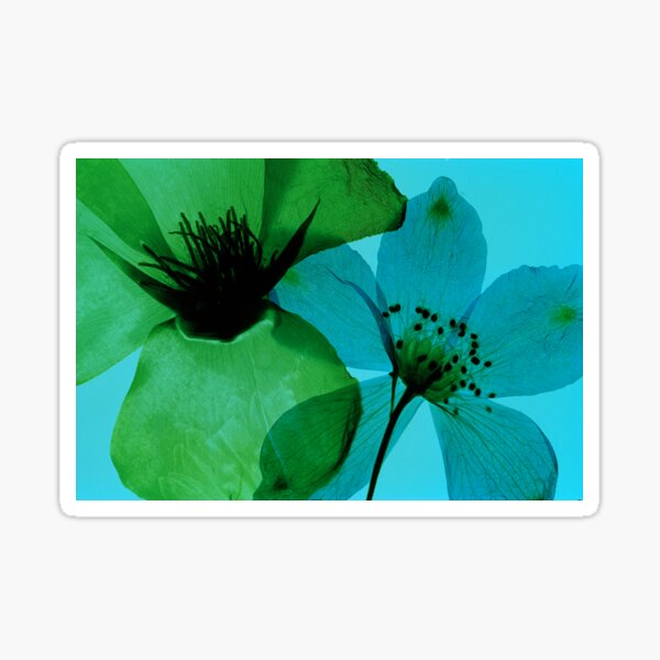 Green & Blue Sticker