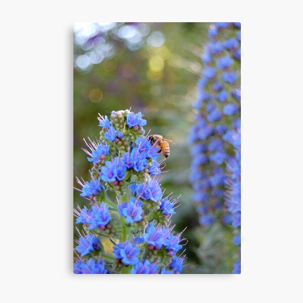hello bee Metal Print