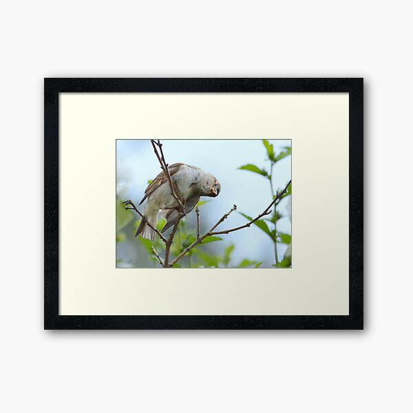 Curiosity Framed Art Print