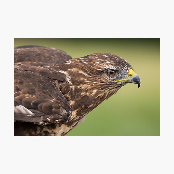 Item preview, Buzzard designed and sold by Nigel R Bell Photography.
